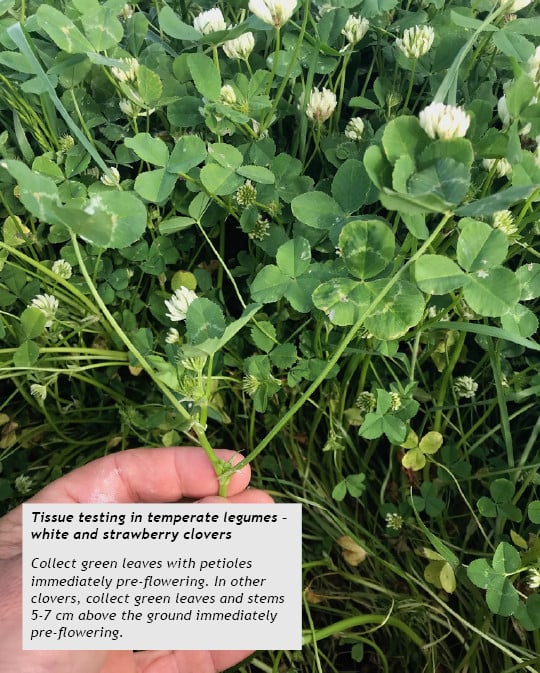 Tissue testing in temperate legumes – white and strawberry clovers Collect green leaves with petioles immediately pre-flowering. In other clovers, collect green leaves and stems 5-7 cm above the ground immediately pre-flowering. 