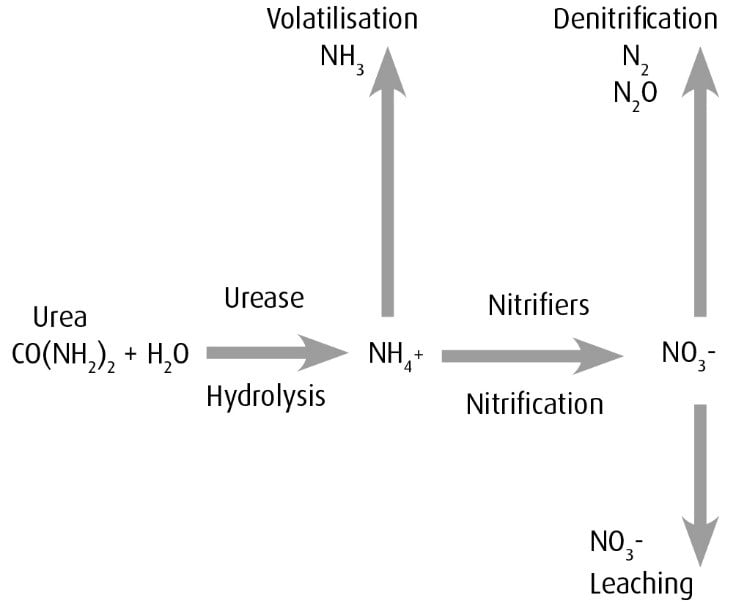 How urea becomes plant available and its associated potential loss mechanisms